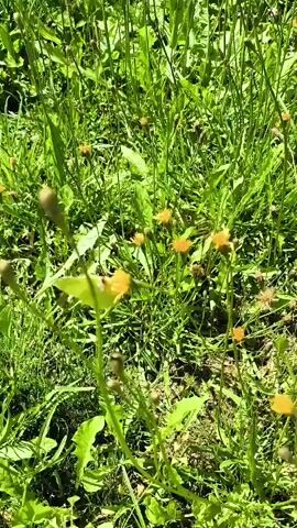 A close-up shot shows a field of green grass and small yellow flowers. A person’s hand enters the frame from the right, gently touching a yellow flower. A yellow butterfly lands on the flower. The video appears to be shot on a sunny day.