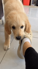 Golden retriever puppy plays with Croc shoe in Netanya