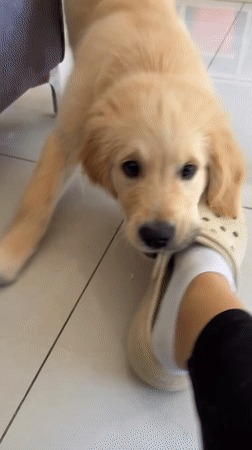Golden retriever puppy plays with Croc shoe in Netanya