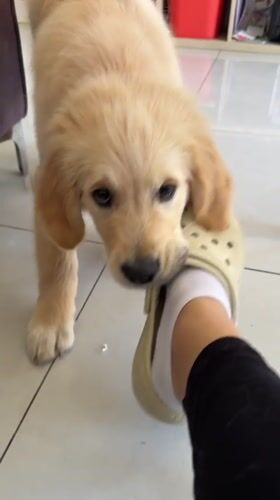 Golden retriever puppy plays with Croc shoe in Netanya