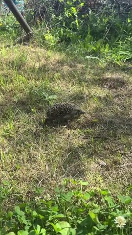 A hedgehog is walking across a patch of grass. The grass is dry and there are some green plants in the background. The sun is shining and there are shadows on the ground.