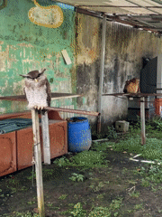 Women interact with nocturnal animals in Baturiti wildlife encounter