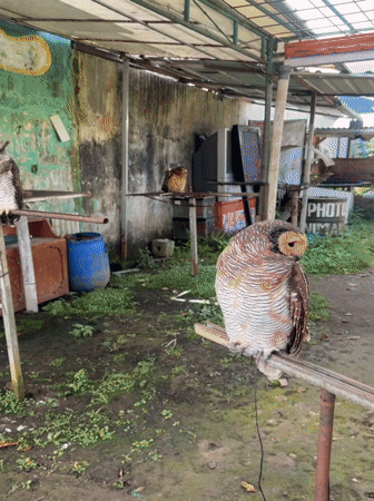 Women interact with nocturnal animals in Baturiti wildlife encounter