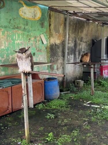 Women interact with nocturnal animals in Baturiti wildlife encounter
