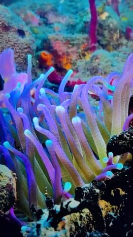 This video is a close-up shot of a vibrant sea anemone underwater. The anemone's tentacles, which are primarily purple and green, sway gently in the water. The tips of the tentacles have bright blue and white accents. In the background, blurry corals and rocks create a colorful underwater environment with shades of blue, pink, and orange. The lighting is dim, typical of an underwater setting.