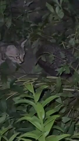 A short video captures a close-up view of a wild cat, possibly a lynx, in a natural, dimly lit setting. The cat, with its characteristic ear tufts and spotted fur, is partially obscured by lush green foliage. It appears to be looking intently towards something just out of frame, its gaze focused and alert. The background is a dark, earthy environment, suggesting it is nighttime or very early morning. The surrounding vegetation is dense and appears damp, indicating a humid or possibly recent rainfall. The overall impression is one of a wild creature in its natural habitat, a moment of quiet observation before it continues its activities. No human presence is visible. The time of day is suggested to be night due to the low light conditions. The location is specified as Protopopivka, Ukraine.