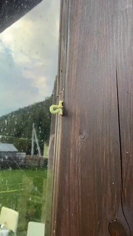 A light green caterpillar with yellow markings moves vertically on a dark brown wooden surface. The caterpillar is positioned on the right side of the frame, clinging to the wood with its body curved. To the left of the wooden surface is a glass pane, through which a blurry outdoor scene is visible. The outdoor scene includes trees, buildings, and a cloudy sky. The video appears to be a close-up shot focusing on the caterpillar's movement.