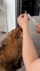 Sunday cat care routine in Kyiv, treats and all