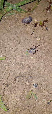 Nighttime nature observations documented in Vallecito, Venezuela