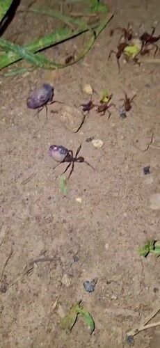 Nighttime nature observations documented in Vallecito, Venezuela