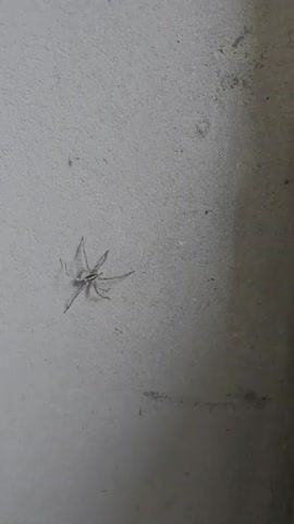 This is a close-up video of a small, light-colored spider with thin legs. The spider is centered in the frame, appearing to be on a textured, light gray surface, possibly a wall or concrete. The lighting is dim, suggesting an indoor or shaded outdoor environment. There is no discernible activity or event taking place, as the spider remains stationary throughout the short clip. The background is out of focus and appears to be a continuation of the same gray surface, with some darker, shadowy areas on the right side. No text is visible in the video. The context of Tairove, Ukraine, provides a geographical location, but no specific environmental cues like time of day or weather are evident from the footage itself.