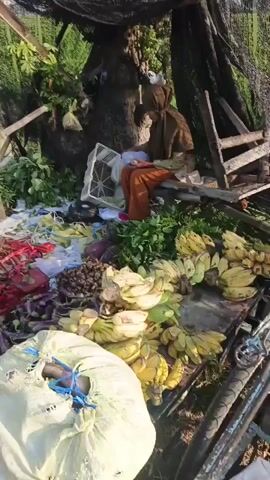 The video shows a roadside market stall with a variety of fresh produce displayed on the ground and on makeshift tables. Two individuals are present. One person, wearing a brown headscarf and an orange garment, is seated on a wooden bench under a canopy, engaged with a white basket. Another person, wearing a dark shirt and a cap, is crouched on the ground to the left, interacting with their phone. The stall features an abundance of items including bananas, eggplants, cassava roots, chilies, and leafy greens. A large sack is visible in the foreground. The environment appears to be outdoors, with greenery and a faint glimpse of a field in the background. The scene is illuminated by natural light.