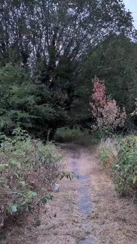 A dirt path winds through overgrown vegetation and trees. The path is dry and appears well-trodden. The vegetation is dense and varied, with some plants appearing dry and others lush green. A single tree with reddish-brown leaves stands out against the greenery. The sky above is overcast and dark, suggesting either dawn or dusk. The overall atmosphere is natural and somewhat wild.