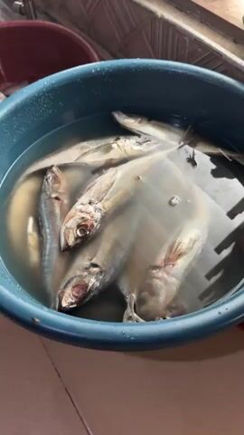 The video shows two basins containing fish in water. The first basin, blue, is filled with whole, silvery fish, likely freshly caught and awaiting preparation. A sheet of plastic partially covers the fish. A fly sits atop the plastic. The second basin, red, contains already-cut pieces of the same fish, submerged in water. A red-handled knife is in the basin with the fish. The basins are on a tiled floor near a stainless steel sink and a window.