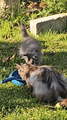 Cats and a bird share a sunny Brest backyard