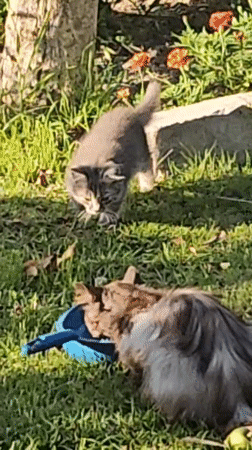 Cats and a bird share a sunny Brest backyard