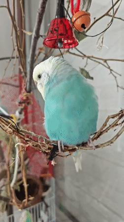 Colorful budgie at home, posing on perches and branches