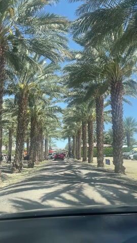 From the perspective of the driver of a car, the video shows the car traveling down a gravel driveway lined with tall date palm trees on both sides. The sun is shining brightly, creating shadows of the trees on the driveway. Other cars and people are visible in the distance.  A blue sign that reads "Employee Parking" is on the right side of the road.