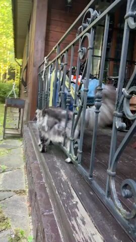 A long-haired gray and white cat walks on a wooden porch next to a wooden house. The cat moves to the left and down a set of wooden steps onto a stone pathway. The cat then walks to the left towards a metal grill. The video is shot from a low angle, following the cat. The environment appears to be outdoors with grass and trees visible.