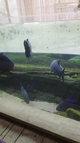 The video shows several large, dark-colored fish swimming in a large aquarium. The aquarium appears to be made of glass and has a wooden frame at the bottom. Inside the aquarium, there is green aquatic vegetation and some rocky substrate. The water is murky, with some algae visible on the glass. The fish are mostly silver or gray with some hints of blue. One fish in the center of the frame is larger than the others and appears to be a piranha. The other fish are smaller and have a more elongated shape. The lighting in the aquarium is dim, and the background is out of focus, suggesting that the video was taken indoors. The overall impression is one of a dimly lit, naturalistic aquatic environment.