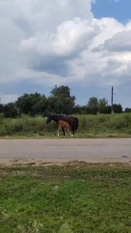 A dark brown adult horse and a lighter brown foal stand next to a paved road, with the foal nursing from the mare. They are positioned on the side of the road, in tall green grass and other vegetation. Behind the horses, a line of trees stretches across the horizon under a cloudy sky.