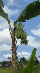 Visitor explores Ubud's rice fields and tropical agriculture