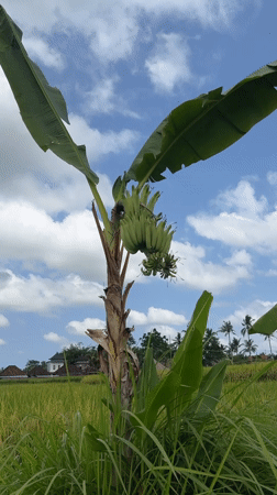Visitor explores Ubud's rice fields and tropical agriculture