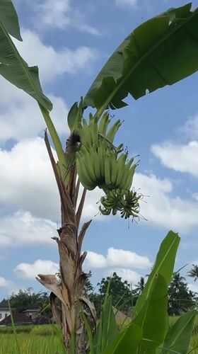 Visitor explores Ubud's rice fields and tropical agriculture