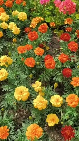 The video displays a close-up view of a flower bed filled with marigolds in various shades of yellow and orange, interspersed with clusters of pink and red geraniums. The camera pans slowly across the vibrant flowers, highlighting their textures and colors. The marigolds appear to be in full bloom, with their characteristic ruffled petals. The geraniums, with their delicate, clustered blossoms, add a contrasting splash of color to the scene. The surrounding foliage is lush and green, creating a rich backdrop for the flowers. The lighting suggests it is daytime, and the overall impression is one of natural beauty and abundance.