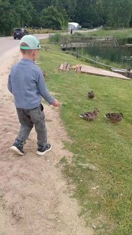 A boy in a light blue long-sleeved shirt, grey pants, and a light blue baseball cap is standing in a field of grass near a dirt path. He is facing away from the camera and is reaching out his left hand. There are three ducks on the grass in front of him. The ducks are mottled brown and are looking at the boy. In the background, there is a body of water with reeds, a wooden dock, and trees. The sky is overcast.
