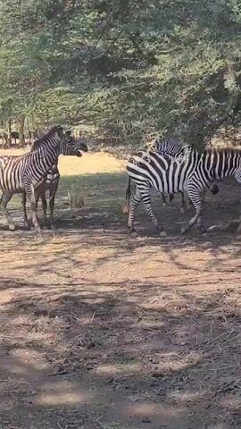 The video shows a small group of zebras standing in the shade of a tree. The zebras have black and white stripes, and the ground around them is mostly dirt with some patches of grass. The tree is leafy, providing ample shade. The scene appears to be taken during the day. In the background, a few more zebras can be seen further away.