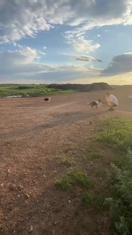 This video captures a serene outdoor scene in Bayguz, Kazakhstan, during the golden hour of sunset. The sky is a canvas of soft blues and whites, with scattered clouds catching the warm, low light of the sun. The landscape is vast and open, with a dusty, reddish-brown dirt ground dominating the foreground, interspersed with patches of green grass and weeds. In the middle ground, a small body of water reflects the sky, and a distant hill or mound of earth rises against the horizon.

The primary subjects are two dogs and a person. One dog, appearing to be a medium-sized breed with dark and white markings, is interacting with a person who is crouched down. The person, wearing a light-colored t-shirt and shorts, seems to be playing or training the dog, extending a hand towards it. The second dog, smaller and mostly dark-colored, is a distance away, further back in the frame, in the direction of the water.

The overall mood is peaceful and idyllic. The warm sunlight casting long shadows suggests it is late afternoon or early evening. The natural, open landscape points to a rural or semi-rural setting. There is no visible text in the media. The interaction between the person and the dog suggests a sense of companionship and enjoyment in the natural surroundings.