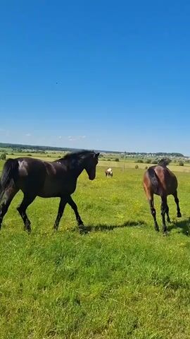 A serene scene unfolds in a vast, sun-drenched green meadow under a clear blue sky. Two brown horses are the central focus, initially seen grazing in separate areas. The horse in the foreground, a dark brown stallion, faces away from the camera and then turns its head, seemingly observing its companion. A second horse, a lighter brown mare, walks away from the viewer. They then move towards each other, and the stallion nuzzles the mare's neck in a gentle interaction. In the background, several other horses are visible, some grazing and others standing passively. The landscape stretches out to a distant, low-lying tree line, with a few faint structures suggesting human habitation in the far distance. The overall impression is one of peaceful coexistence within a natural, rural setting.