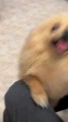 Pomeranian Dogs Play with Owner in Yerevan Home