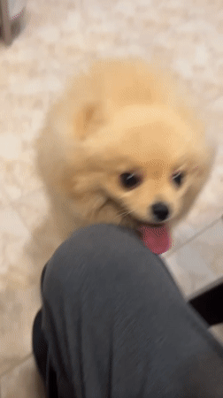 Pomeranian Dogs Play with Owner in Yerevan Home