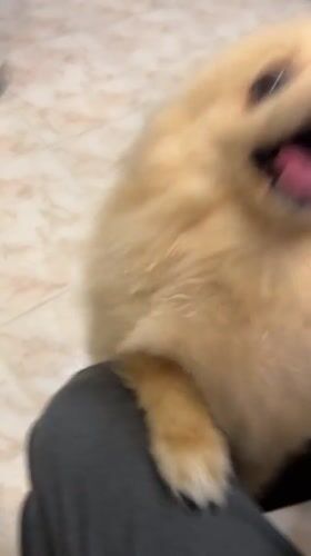 Pomeranian Dogs Play with Owner in Yerevan Home