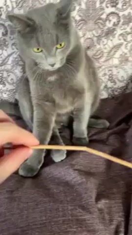 A medium shot shows a grey cat sitting on a purple patterned cushion with a decorative pillow behind it. A hand holds a small, thin wooden stick, about the size of a toothpick, in front of the cat. The cat reaches for the stick with its paw, grabs it, and begins licking the stick and its paw. The background is slightly blurred.