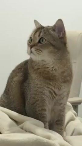 The video shows a close-up of a cat sitting on a light-colored, soft blanket or cushion. The cat is light brown with tabby markings and has bright green eyes. It is looking up and slightly to the left of the frame, seemingly focused on something outside the shot. The background is a plain, white wall.