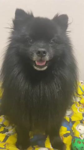 A black fluffy dog sits facing the camera, its tongue slightly out and panting. The dog is positioned on a yellow blanket with a Minion pattern. In the background, a person wearing a dark shirt and shorts is visible, sitting down and holding a phone. To the right of the dog, a green and white ball is partially visible on the blanket. The dog turns its head to the left and then back to the camera.