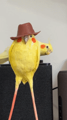 Real cockatiel poses with cowboy hat figurine in Krasnoyarsk
