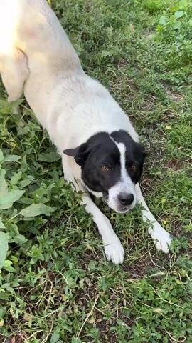 The video shows a medium-sized dog with white and black fur lying on a grassy area. The dog is looking up towards the camera, with its head tilted slightly. Its body is mostly white, with black markings around its head and ears. The dog's front paws are extended in front of it. The background is a blur of green grass and foliage. The video appears to be shot outdoors, possibly in a park or backyard. The dog is calm and appears to be relaxed.
