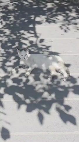 A white cat with grey tabby markings is lying on a light-colored stone surface. The cat is partially in shadow cast by tree leaves, which are also visible as shadows on the ground. The cat is resting on its side with its legs extended. The camera is positioned above and looking down at the cat.