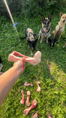 Pack of dogs fed raw bones in a sunny Nizhny Tagil field