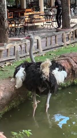 A large ostrich stands with its legs submerged in shallow water at the edge of a pond. The ostrich is black and white with a long, gray neck and a pink beak. It is facing towards the right of the frame. The pond's edge is lined with rocks and grass. In the background, there is a light-colored wooden fence and several tables and chairs, suggesting an outdoor seating area. A person wearing a black shirt and black pants is visible in the background, standing near the fence. The overall environment appears to be a zoo or a wildlife park.