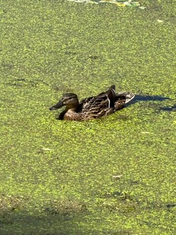 A single mallard duck swims in a pond covered in thick, bright green duckweed. The duck is facing left, with its head turned slightly towards the viewer. Its feathers are a mottled brown and white, and it has a dark beak. The duckweed creates a dense, textured surface on the water, with a few scattered lily pads visible in the upper portion of the frame. Sunlight casts shadows on the water and illuminates the duck, suggesting it is daytime. The scene appears to be a natural outdoor setting, possibly a park or a nature reserve. There is no visible text in the image.