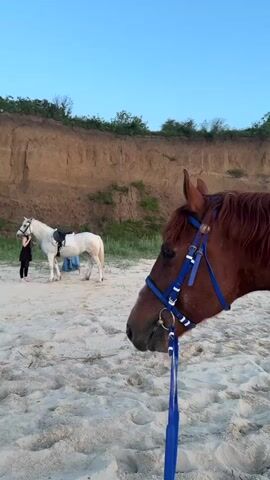 The video shows a close-up of the head and shoulder of a chestnut horse with a blue bridle and reins. It stands on a sandy beach. In the background, there is a white horse with a saddle, and a person standing near it. The terrain behind them features a sandy cliff topped with greenery against a blue sky. The camera perspective shifts from focusing on the horse's head to panning along its back towards the saddle.