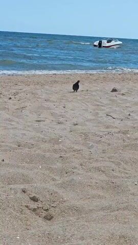 The video shows a pigeon walking on a sandy beach. In the background, the blue ocean is visible with waves gently lapping the shore. A white boat with a red stripe is floating in the water. A person is also in the water, swimming. The sky is clear and blue. There are a few small pebbles scattered on the sand.