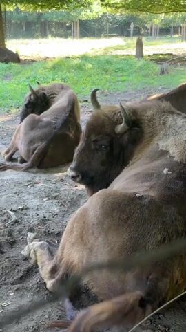 Three bison are lying on the ground in a grassy enclosure. The bison in the foreground is facing left, with its head turned to the right. The second bison is behind the first, facing left, and appears to be sleeping. The third bison is further in the background, also lying down. The enclosure is surrounded by trees and a fence. The ground is dirt and covered with some leaves and debris.