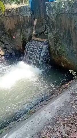 A narrow concrete channel directs water from a spillway where it cascades down a small waterfall. The water creates a frothy white splash as it hits the pool below. Lush green vegetation grows on the sides of the concrete structure, and dry leaves and debris are scattered on the ground in the foreground. The scene appears to be outdoors, likely in a natural or semi-natural environment.