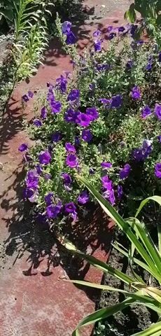 The video shows a close-up view of a garden bed filled with vibrant purple petunias. The flowers are in full bloom and are a mix of different shades of purple. The garden bed is bordered by a red-brown material, possibly bricks or painted wood. Long, green leaves from another plant are visible in the foreground, partially obscuring the flowers. Sunlight casts shadows on the ground and on the flowers, indicating it is daytime. The camera is positioned low, looking down at the flowers. The overall scene depicts a well-maintained flower garden.